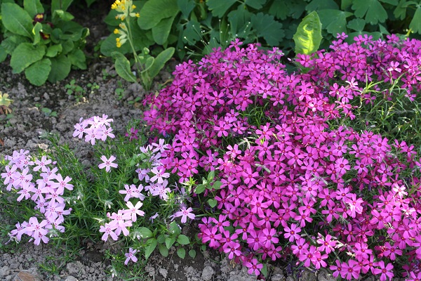 Первый слайд