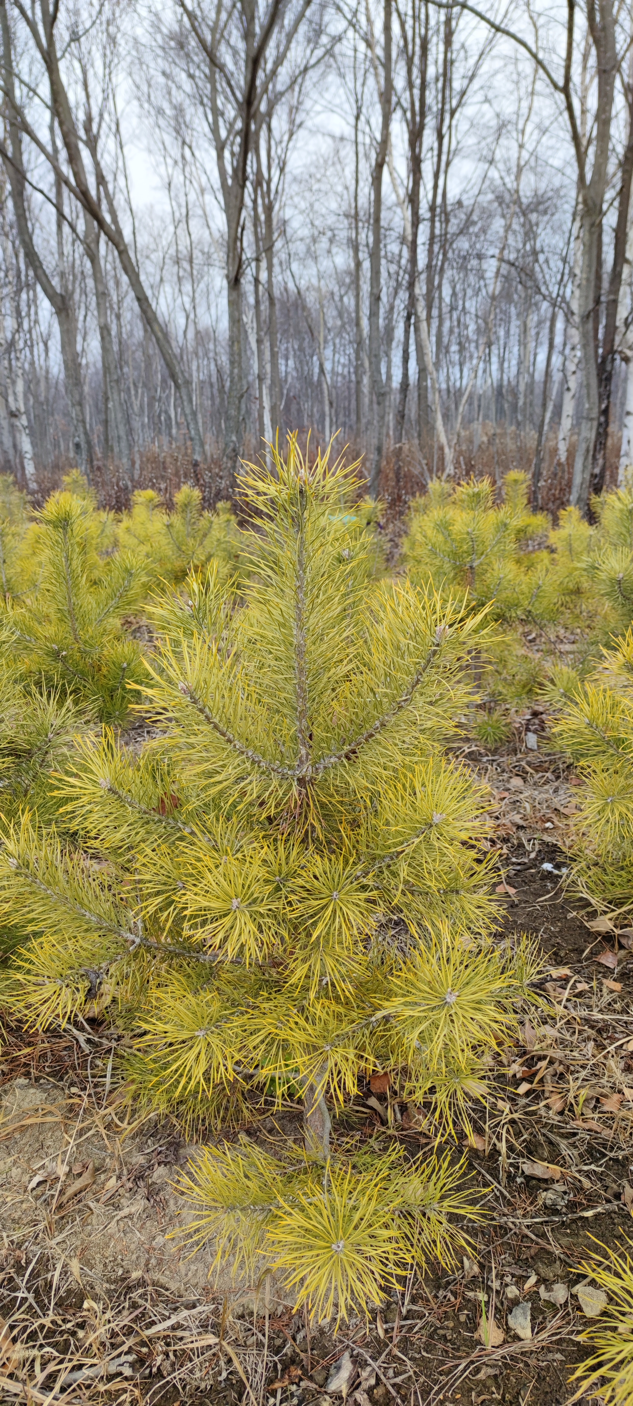 Первый слайд