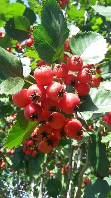 Первый слайд