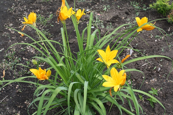 Первый слайд