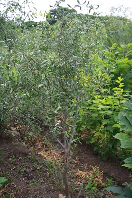 Первый слайд