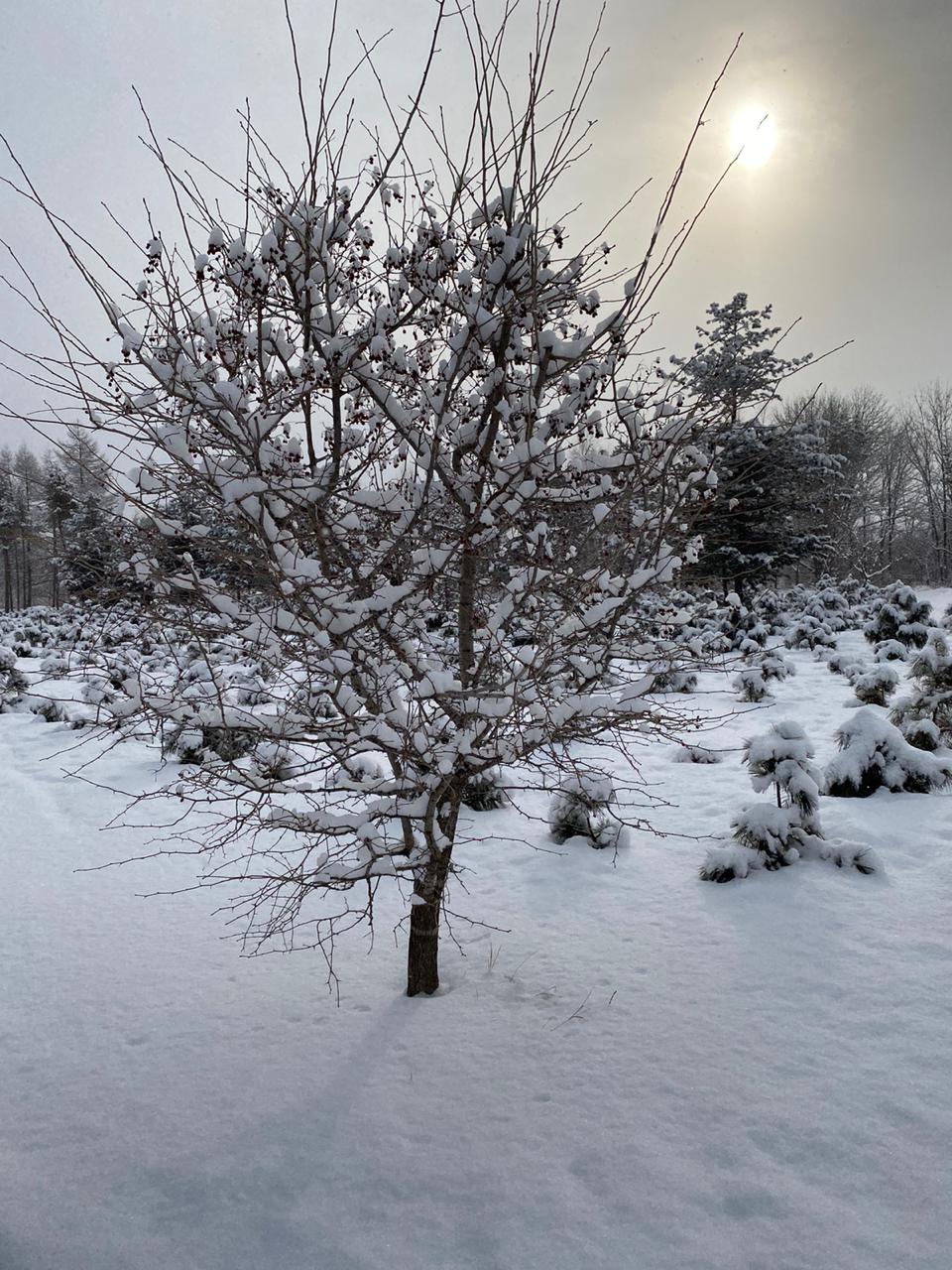 Первый слайд