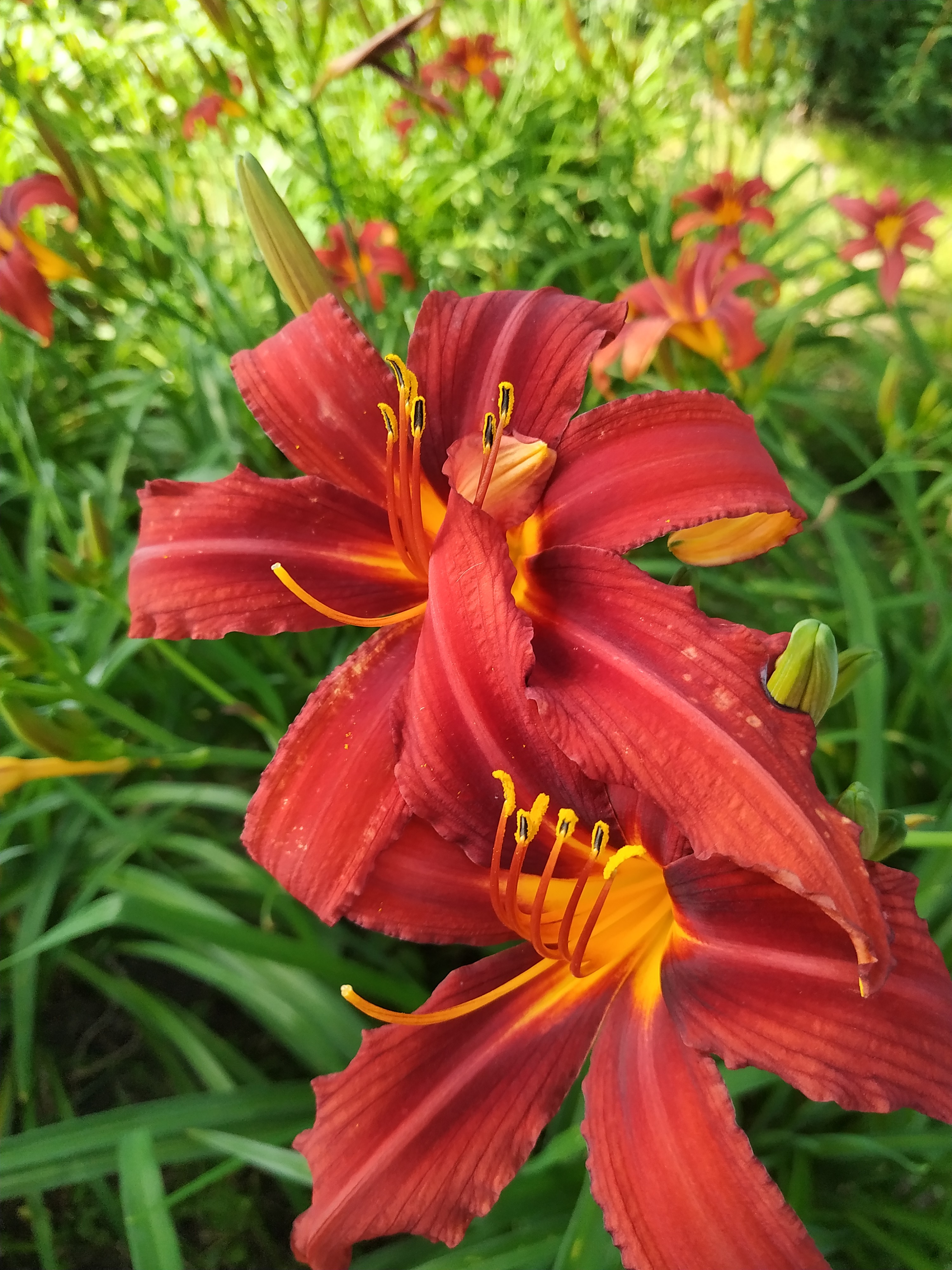 Первый слайд