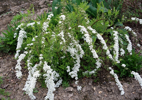 Первый слайд