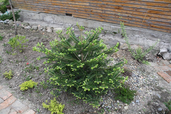 Первый слайд