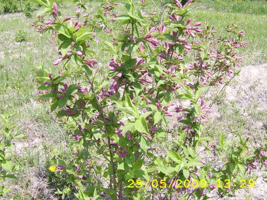 Первый слайд