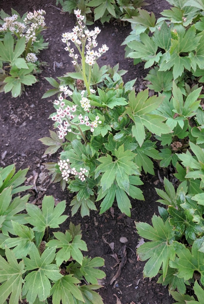 Первый слайд