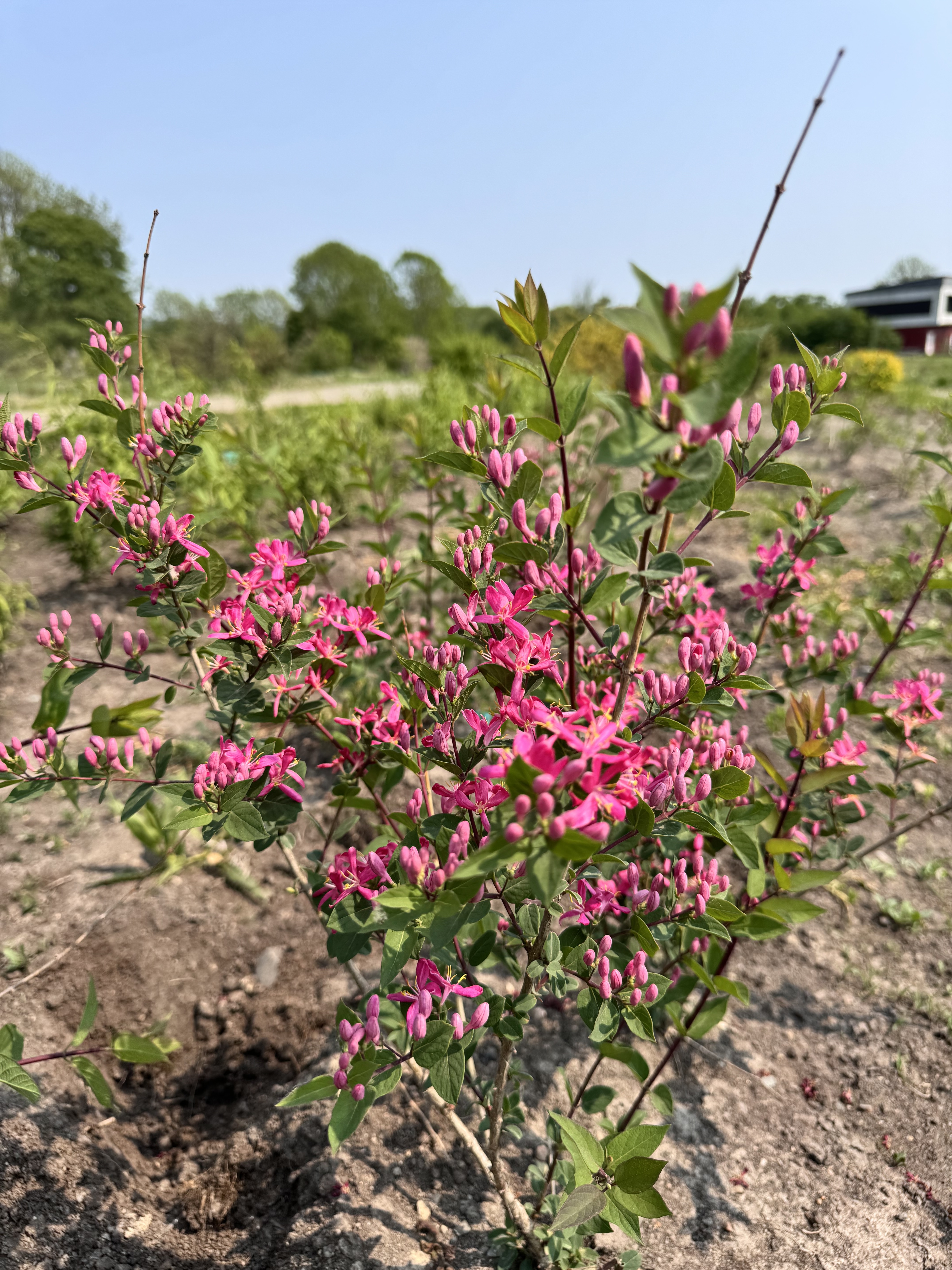 Первый слайд