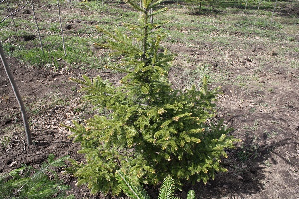 Первый слайд