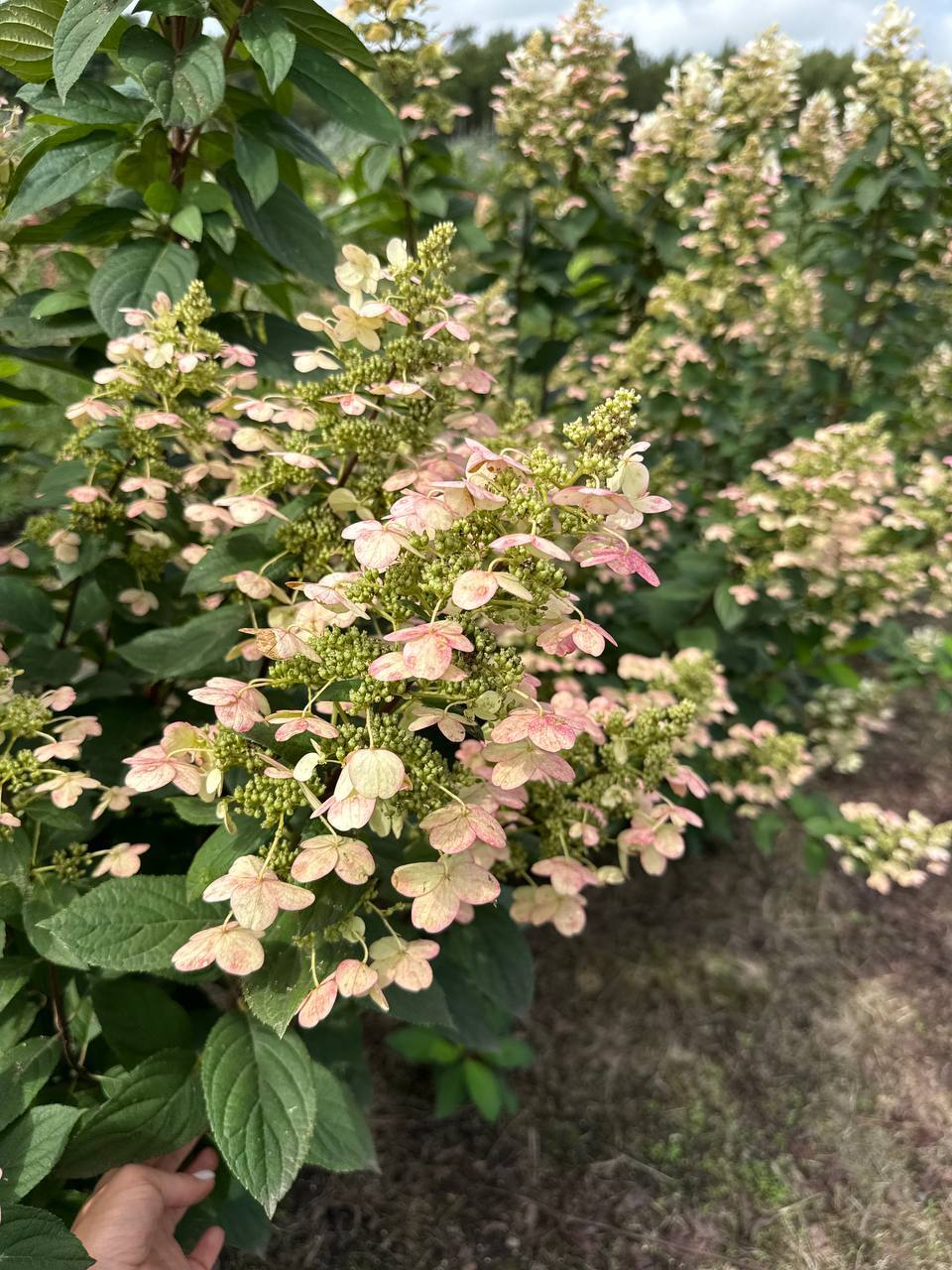 Первый слайд