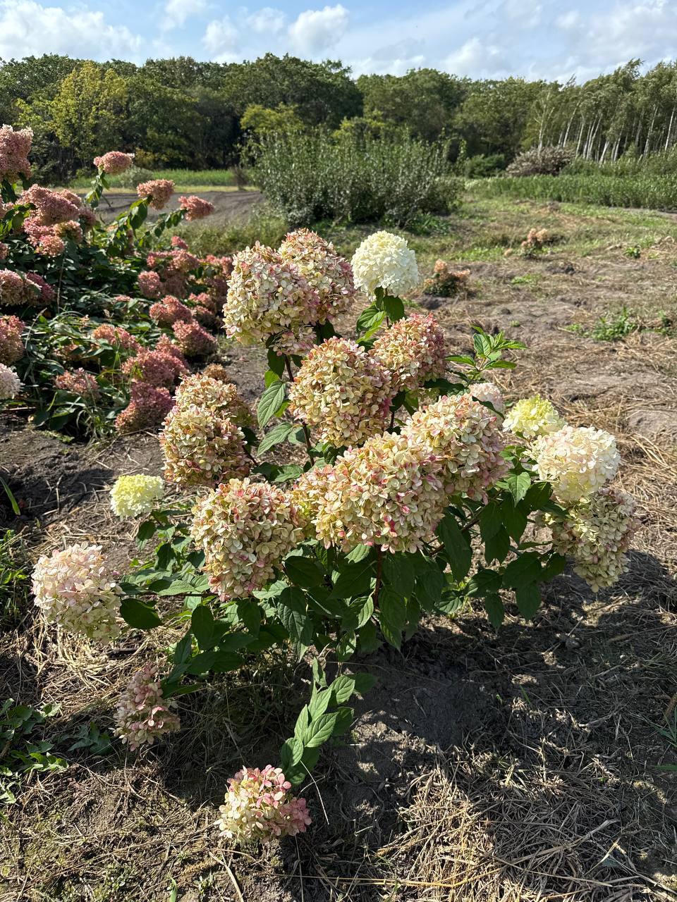 Первый слайд