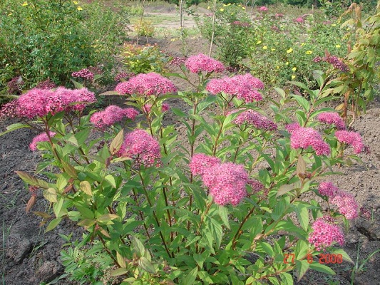 Первый слайд