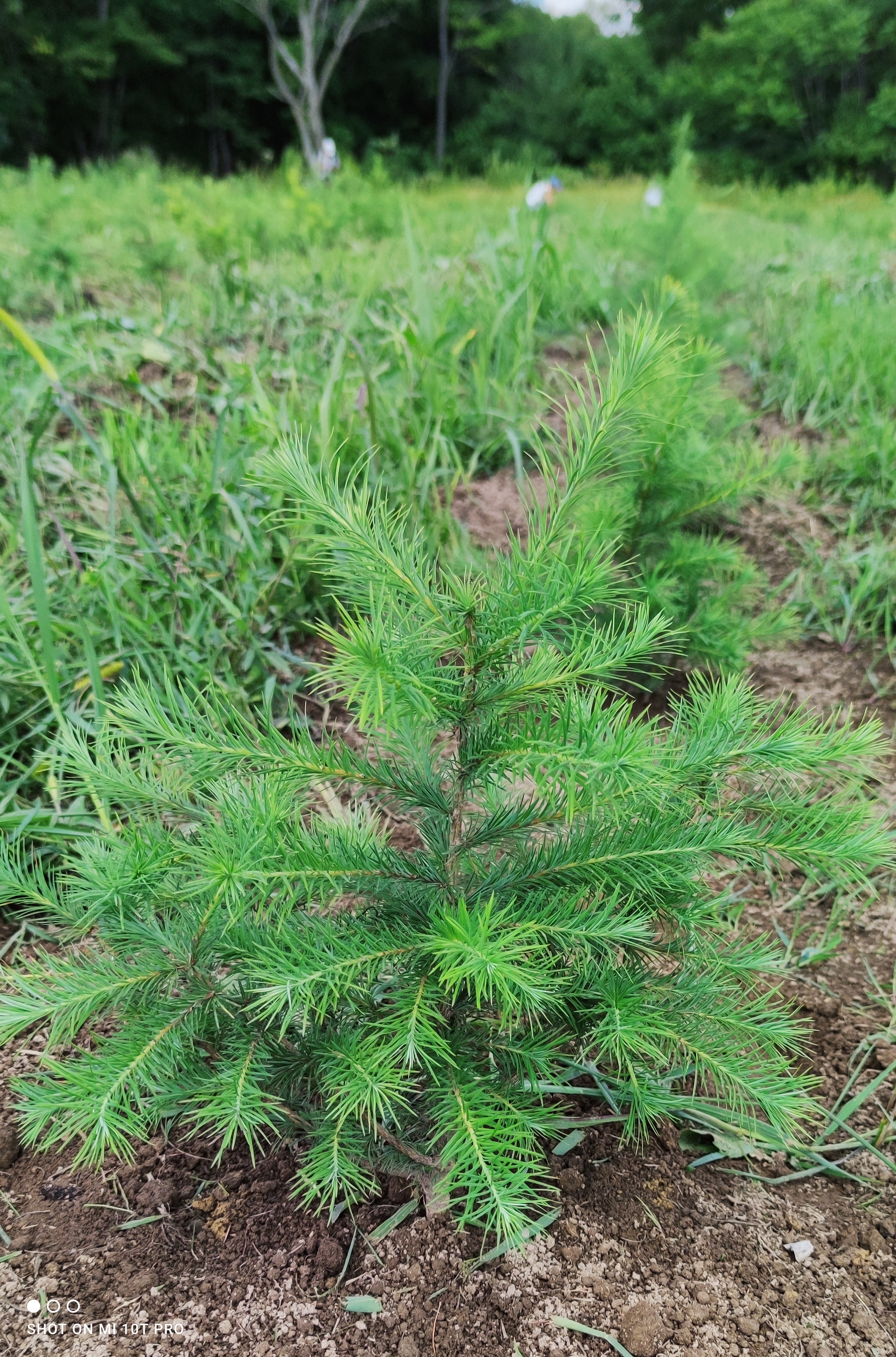 Первый слайд