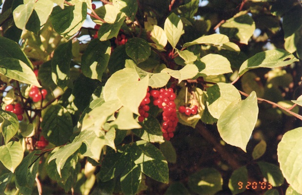 Первый слайд