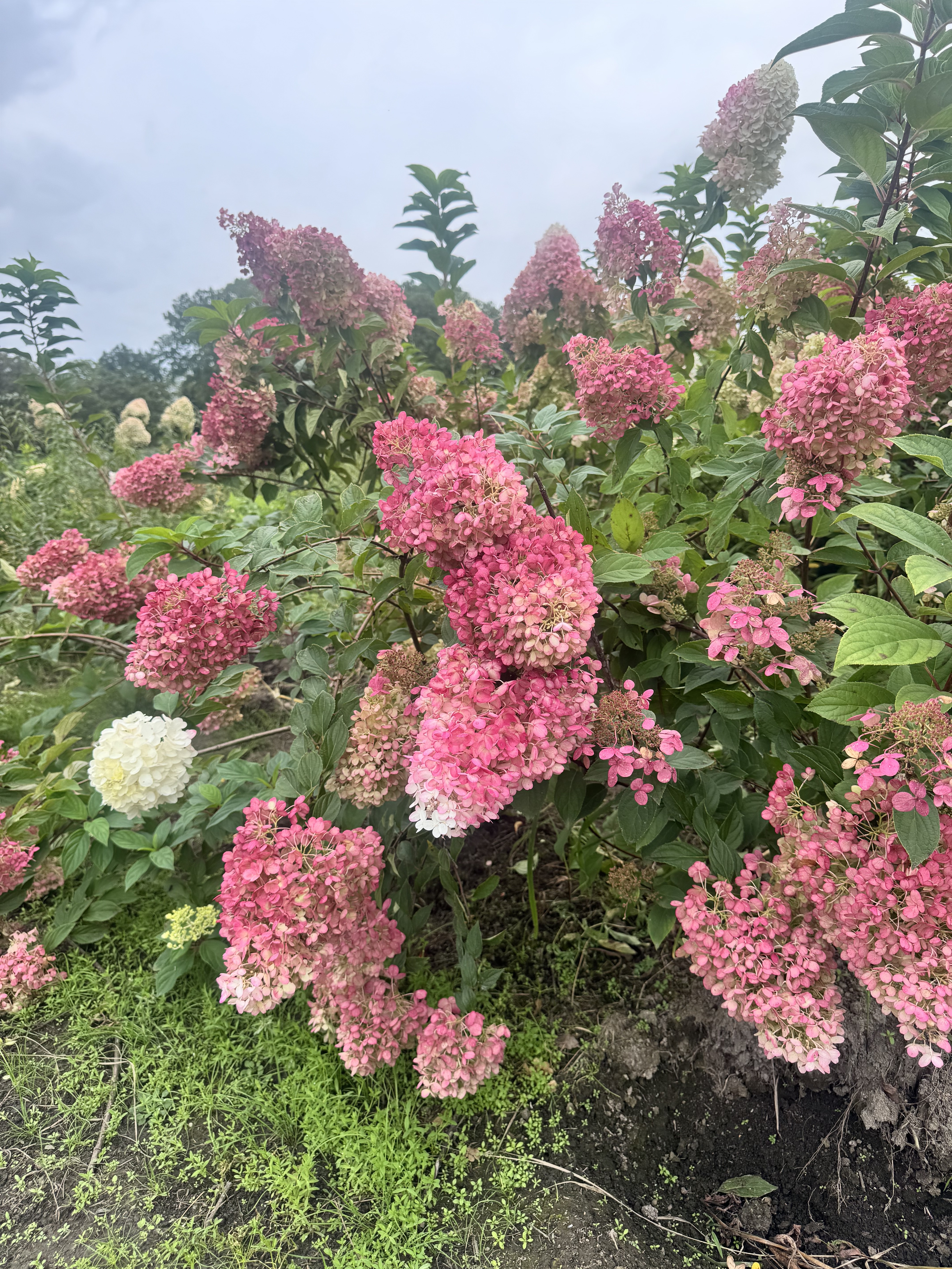 Первый слайд