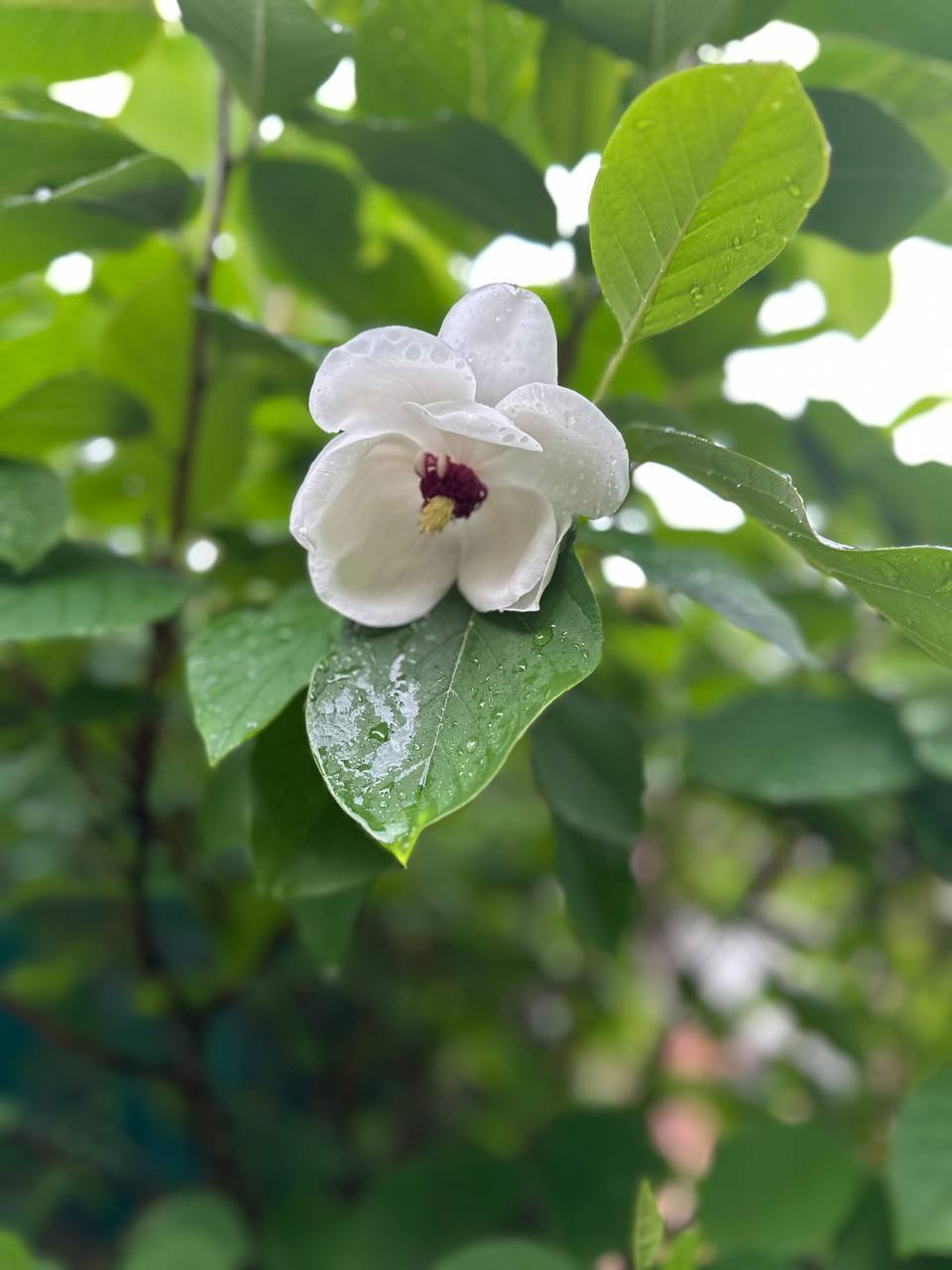 Первый слайд