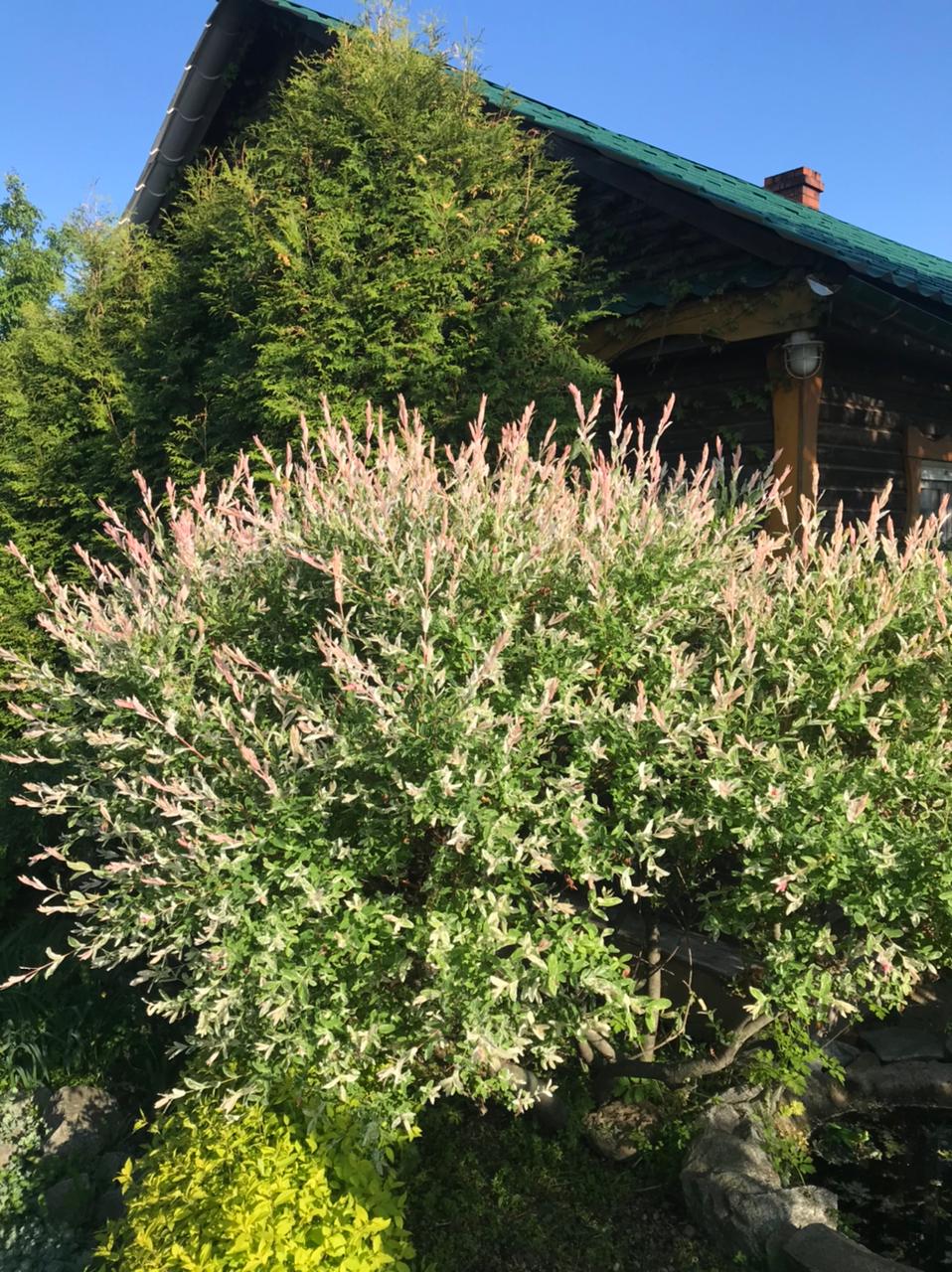 Первый слайд