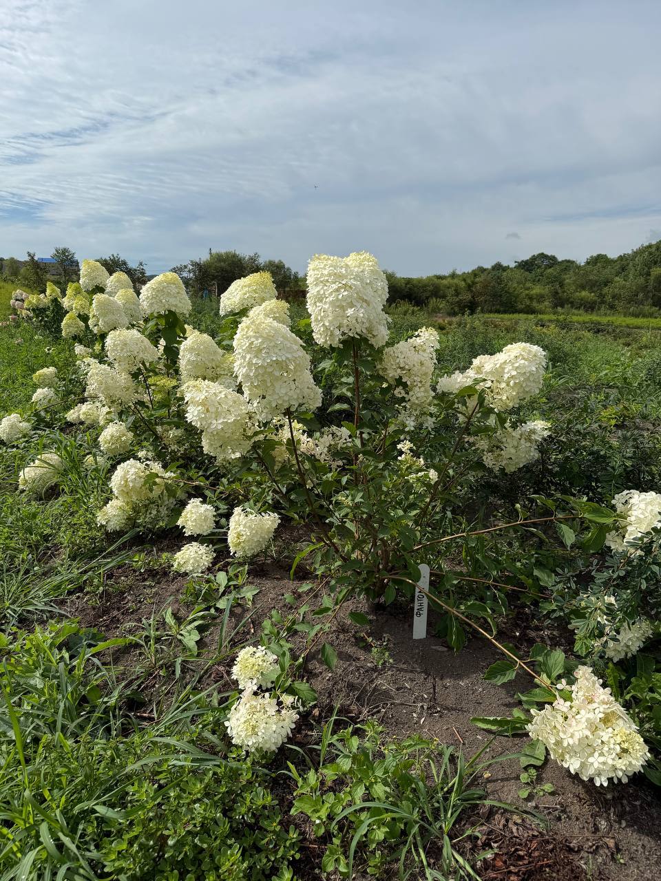Первый слайд