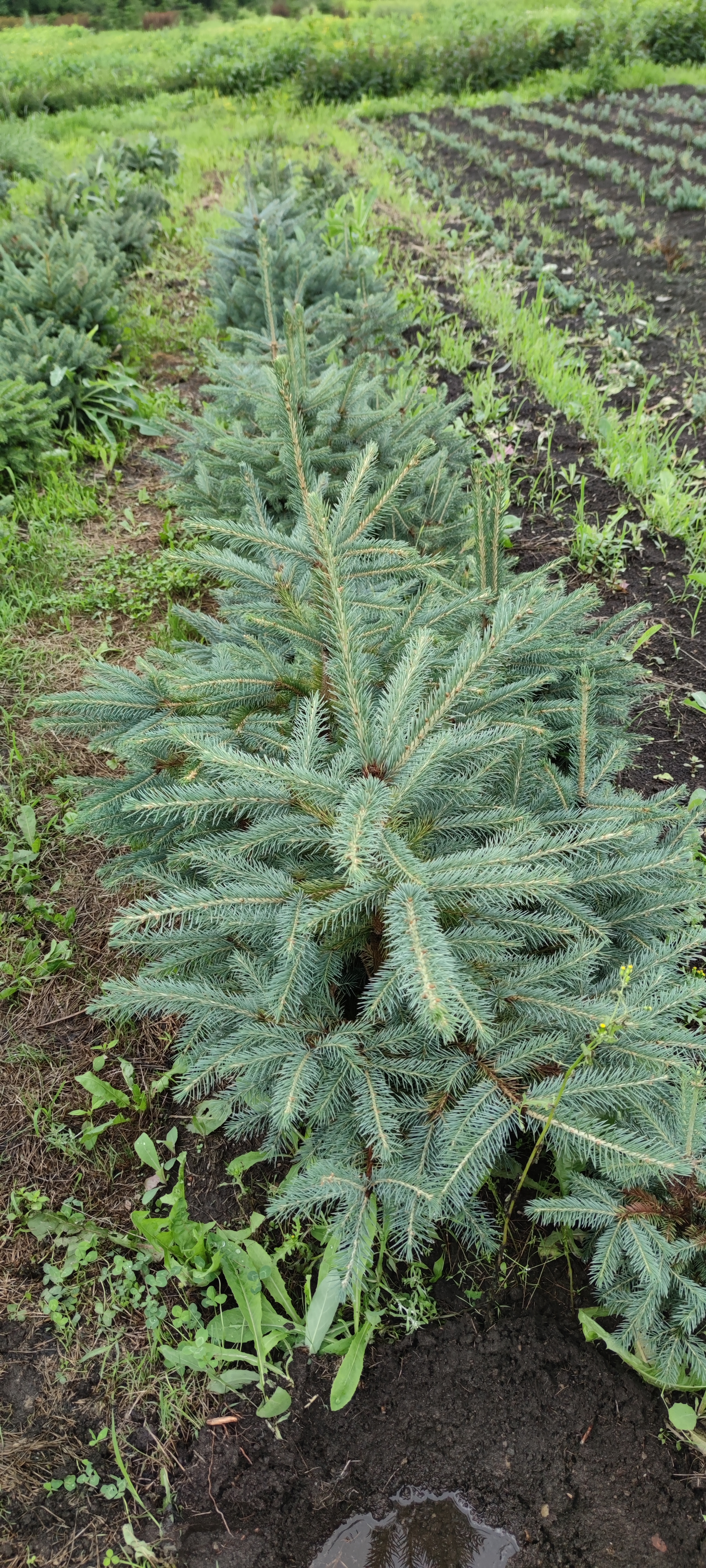 Первый слайд