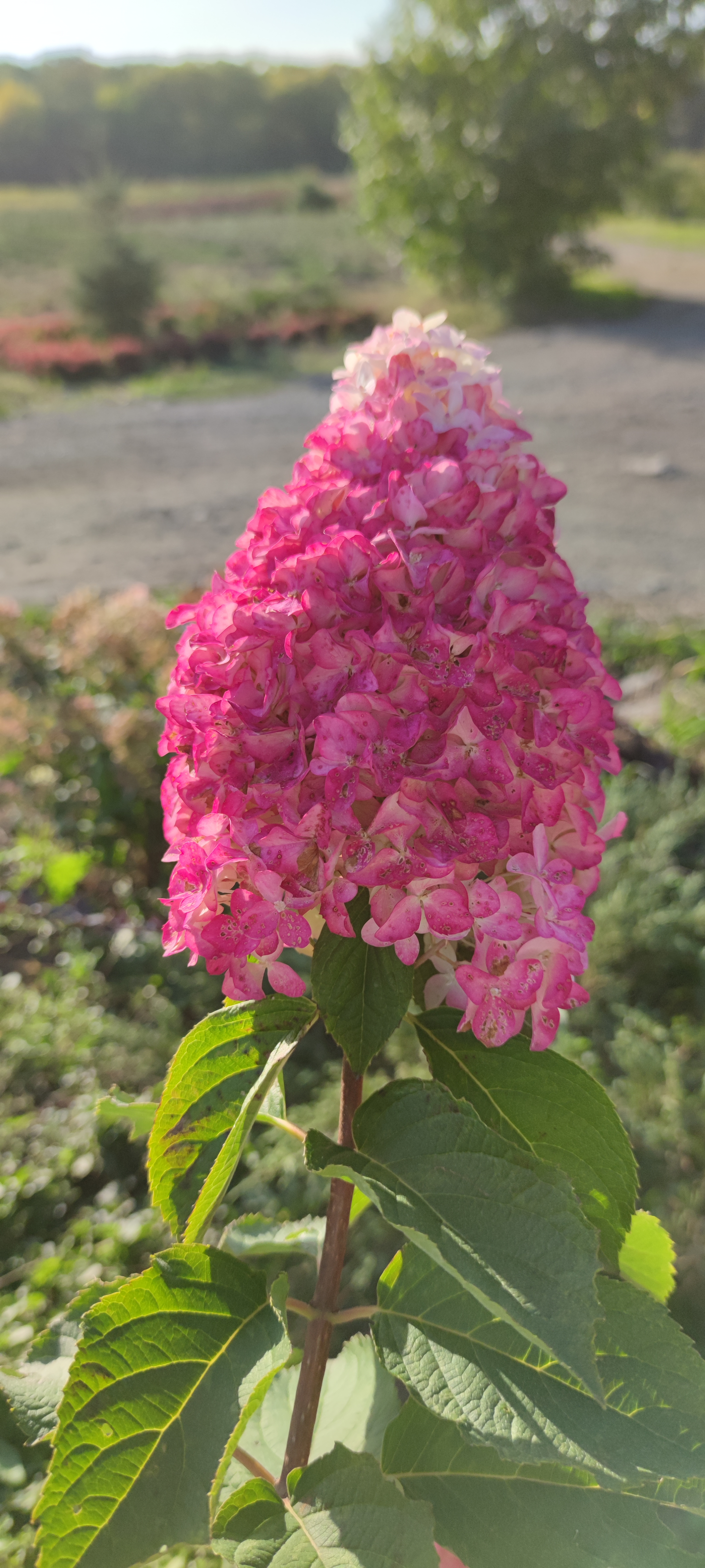 Первый слайд