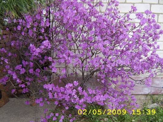 Первый слайд