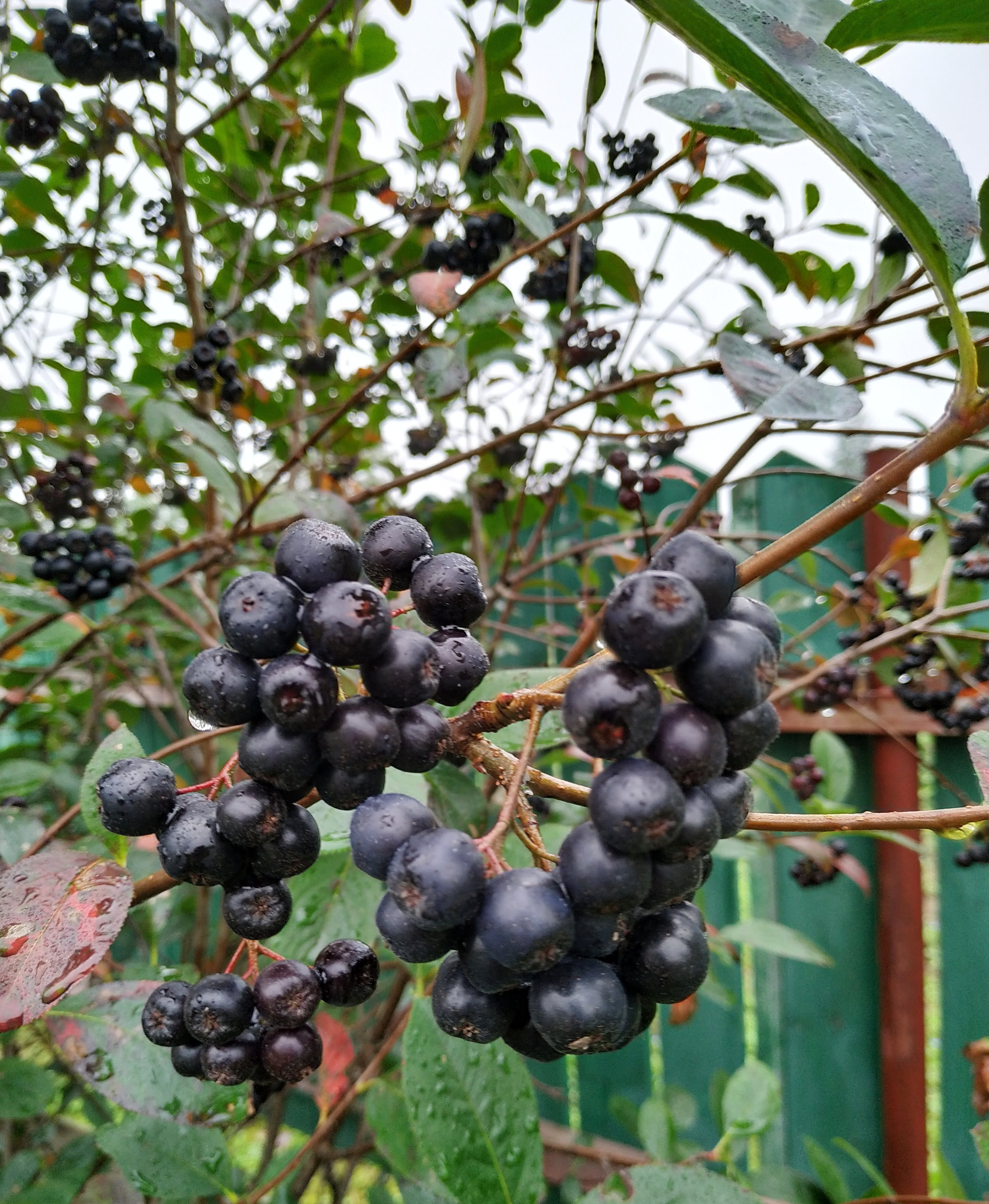 Первый слайд