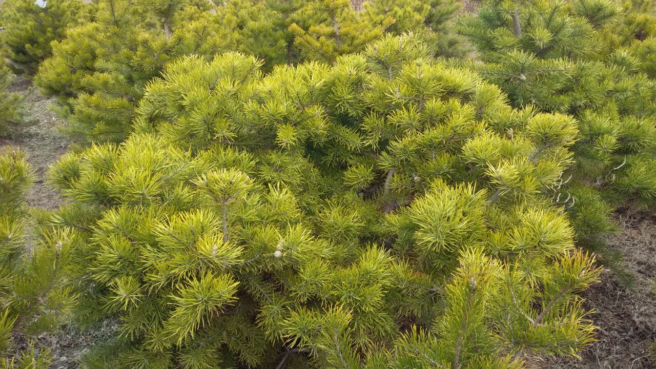 Первый слайд