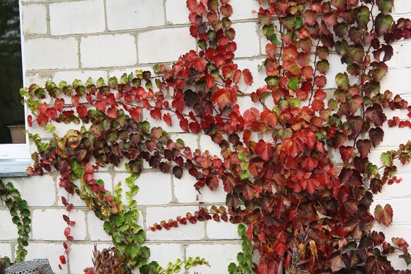 Первый слайд