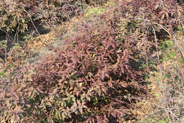 Первый слайд