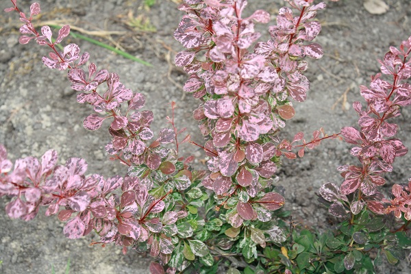 Первый слайд