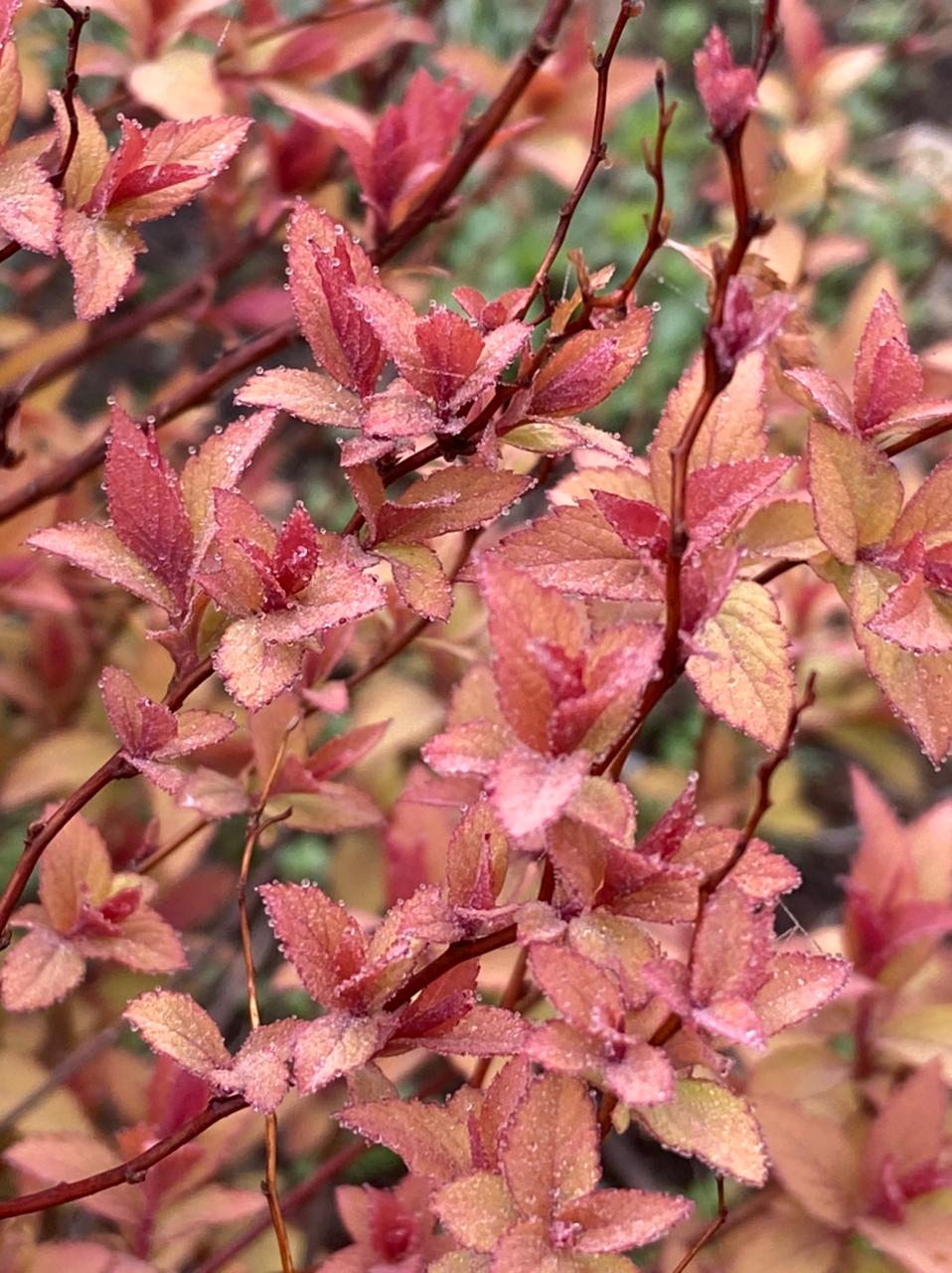 Первый слайд