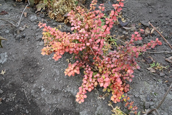 Первый слайд