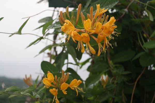 Первый слайд