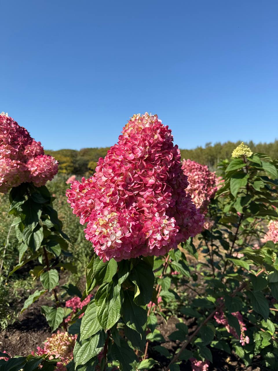 Первый слайд