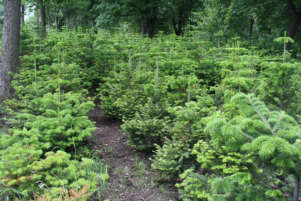 Первый слайд