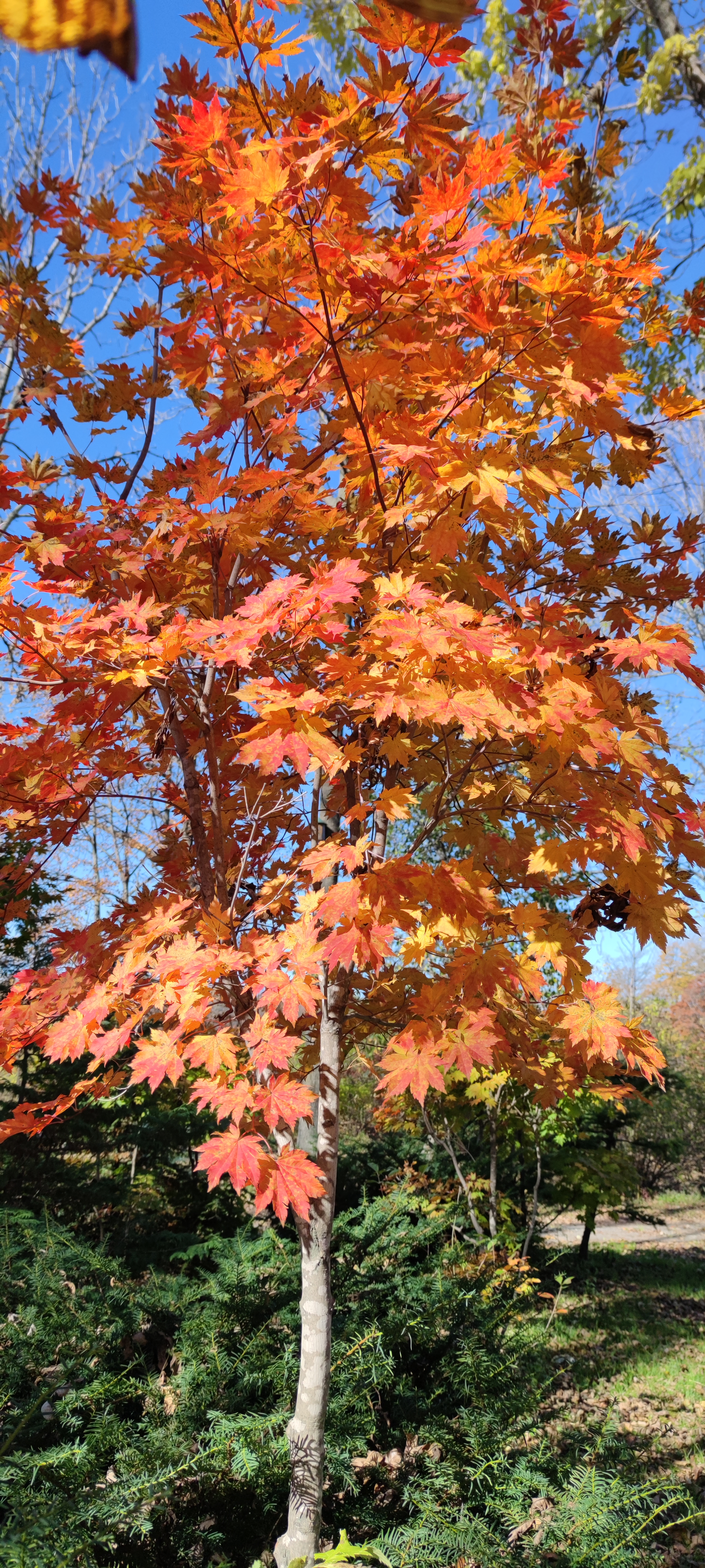 Первый слайд