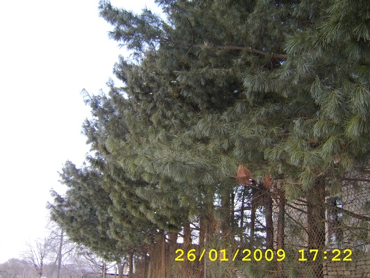 Первый слайд