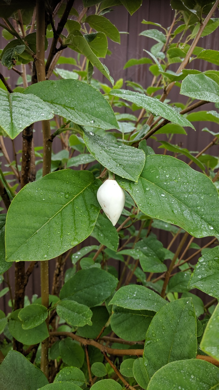 Первый слайд