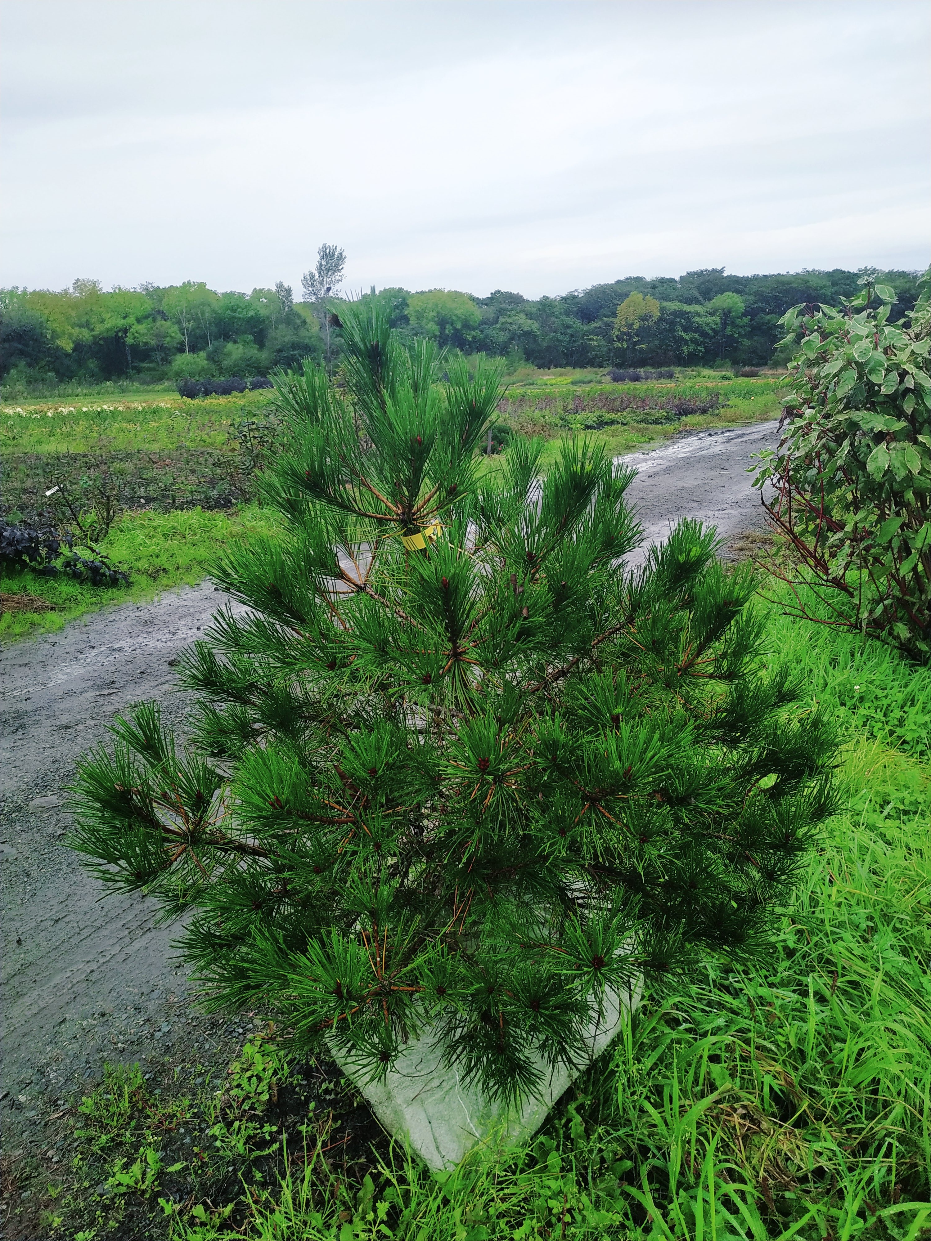 Первый слайд