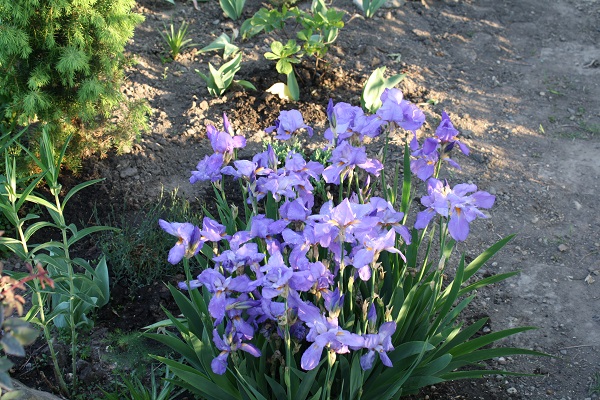 Первый слайд