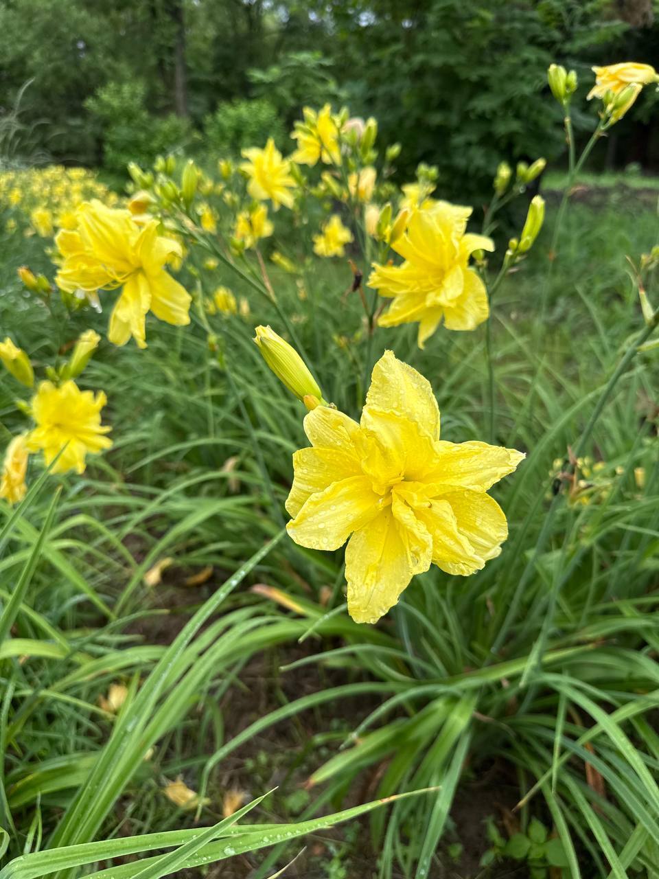 Первый слайд