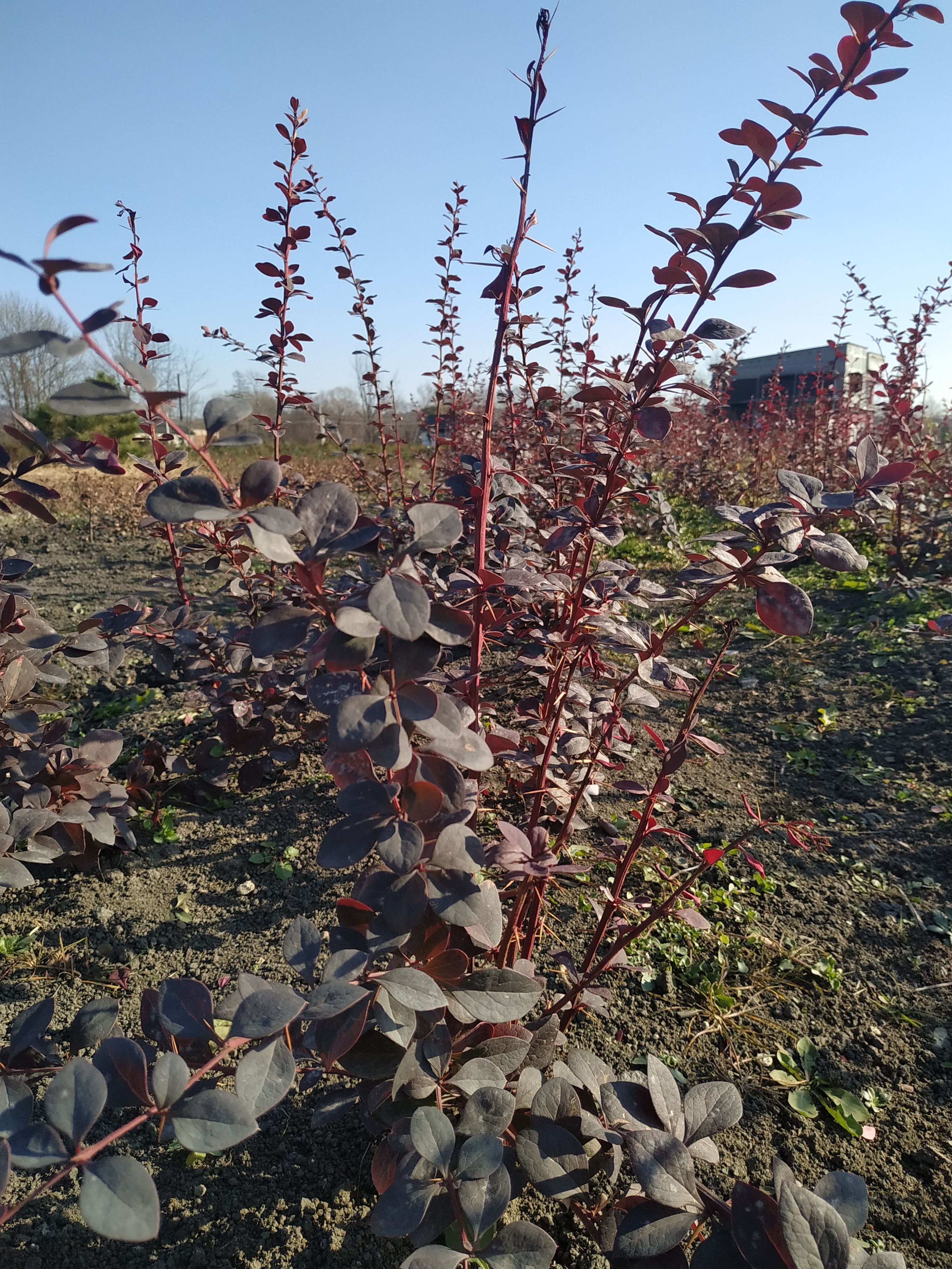 Первый слайд