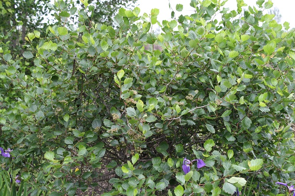 Первый слайд