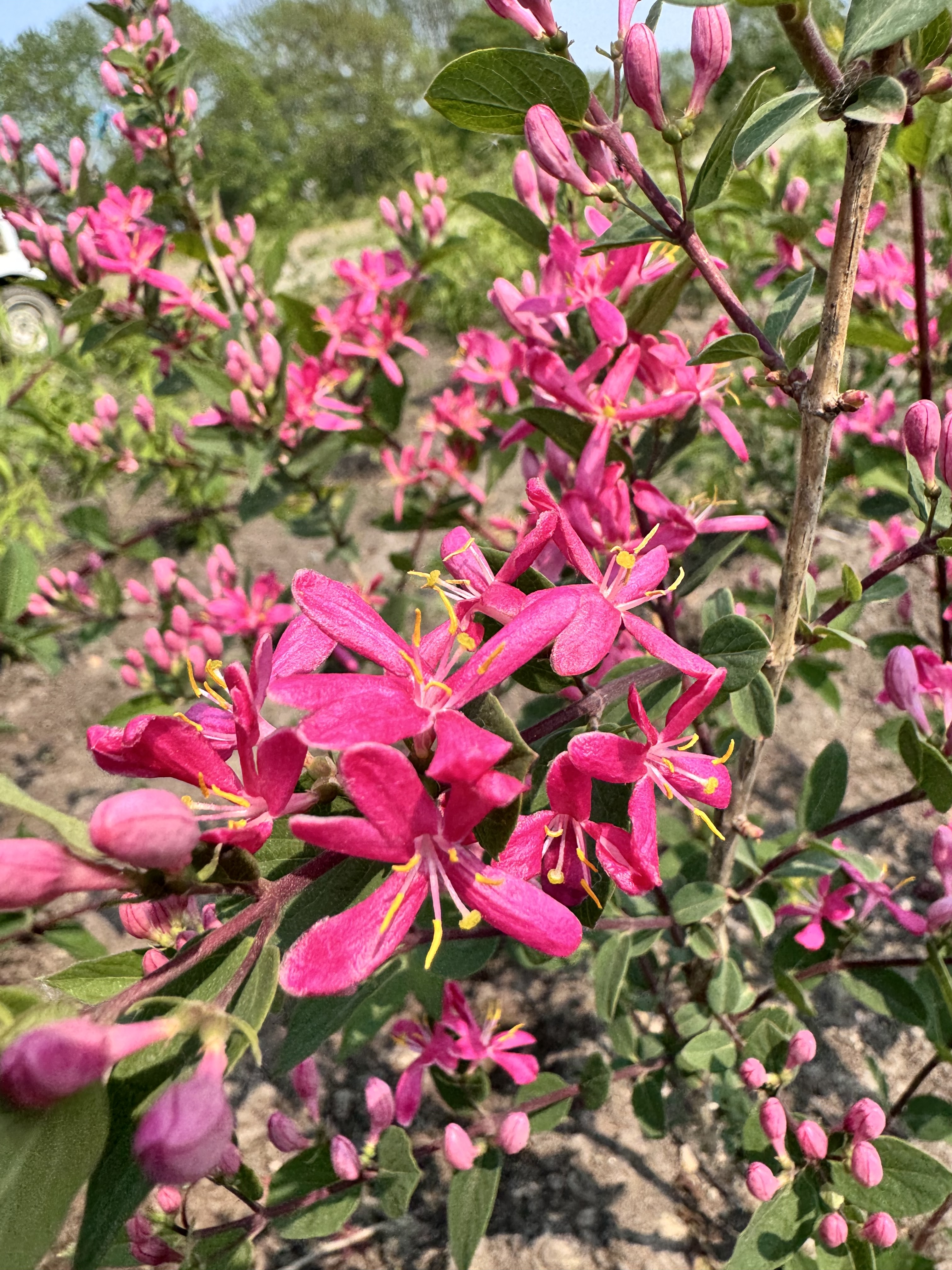 Первый слайд