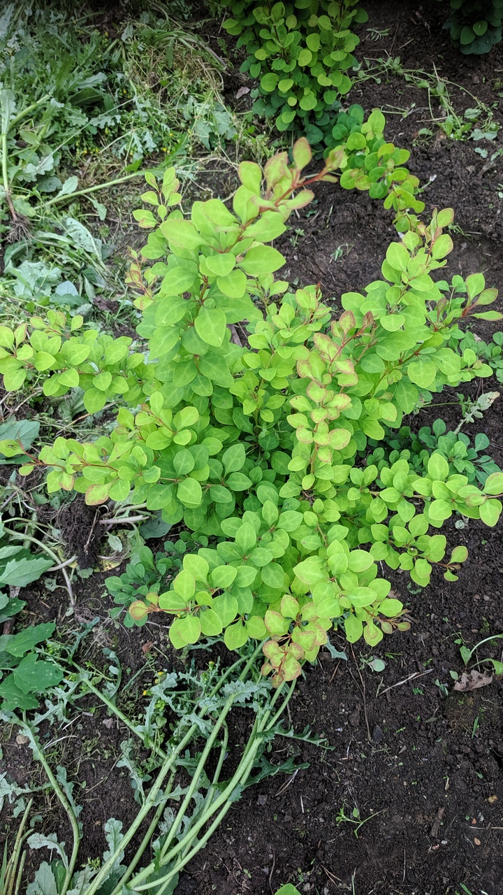 Первый слайд