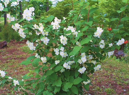 Первый слайд