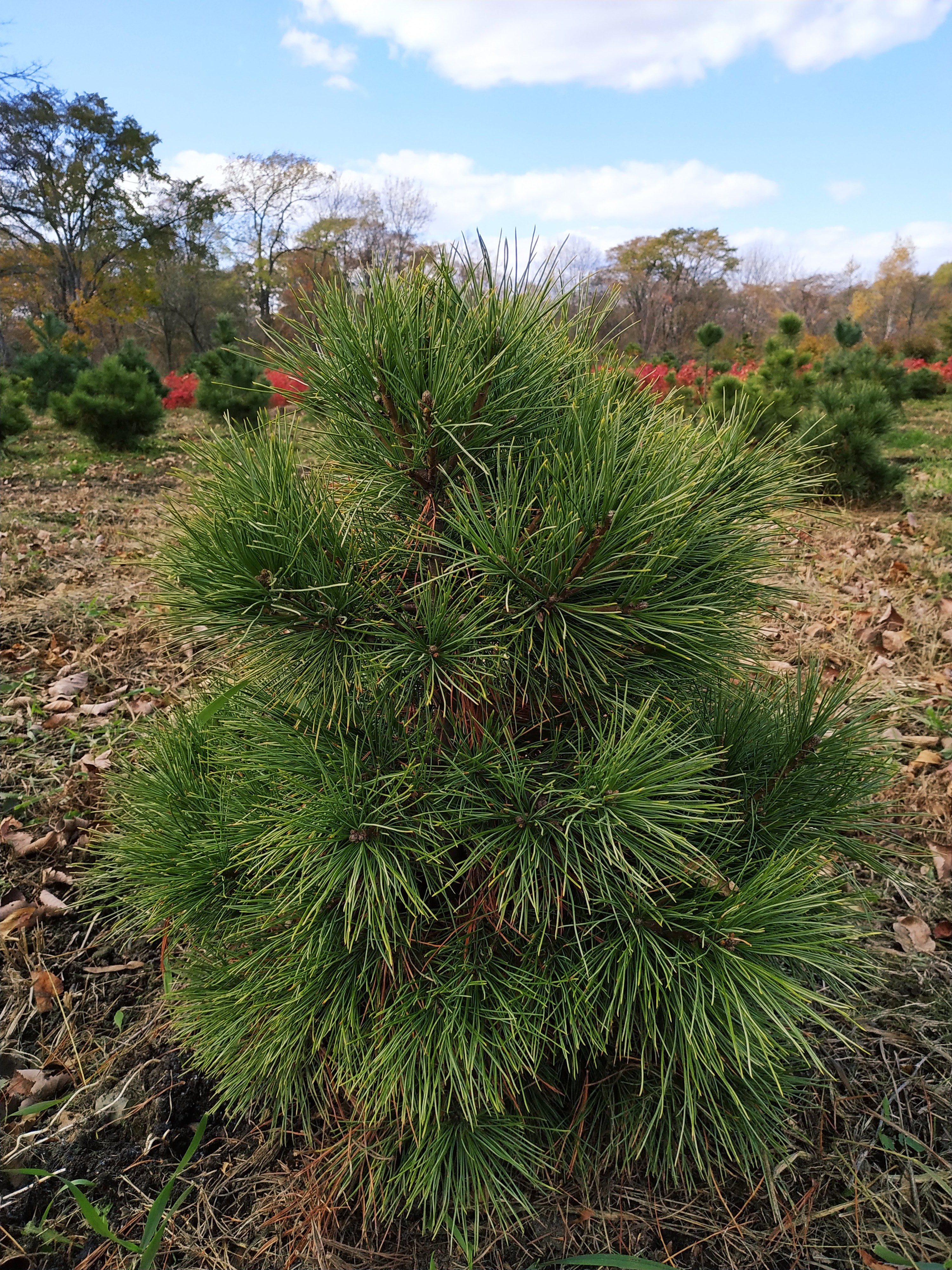 Первый слайд