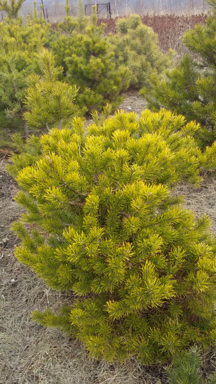 Первый слайд