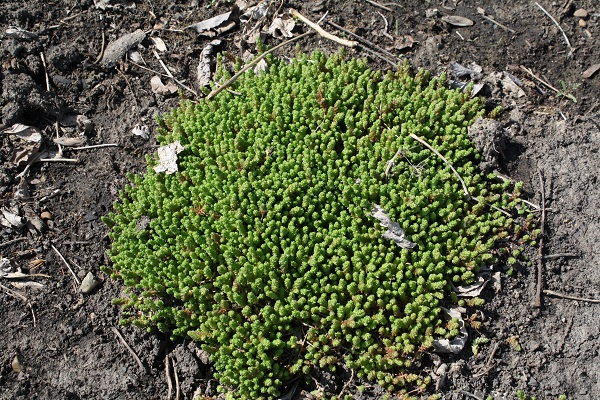 Первый слайд