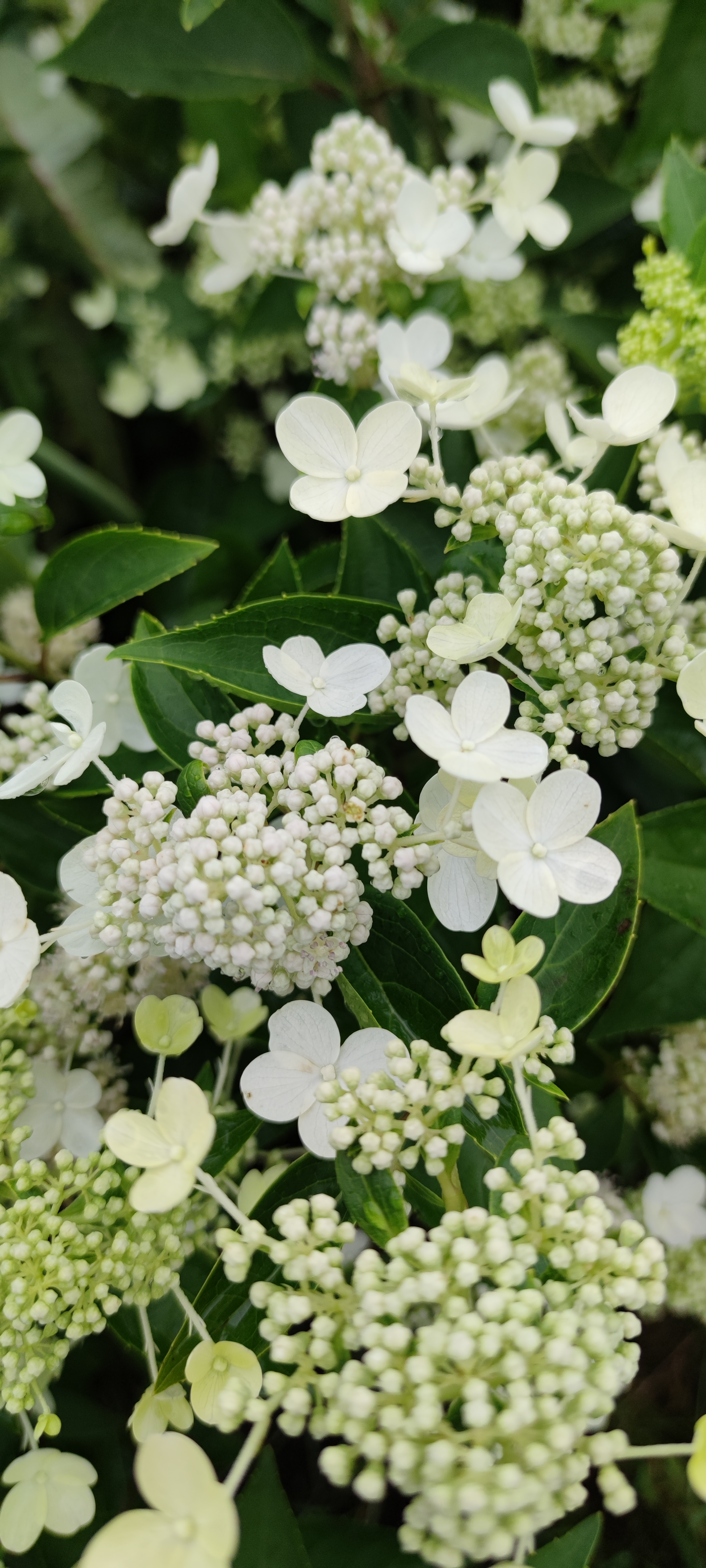 Первый слайд